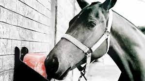 salt-block-cow-horizontal 1