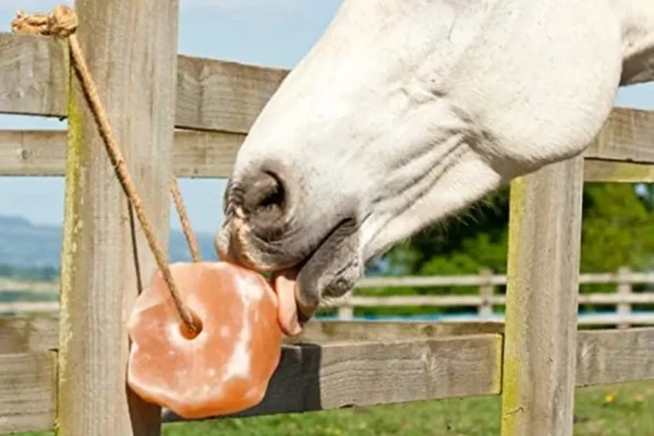 lick 2 lick 2