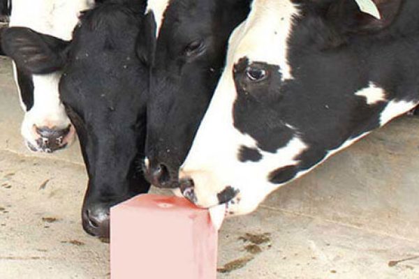 salt-block-cow-horizontal salt-block-cow-horizontal